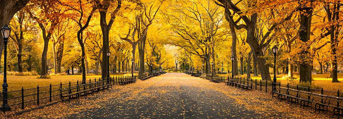 Central Park in New York City during autumn season